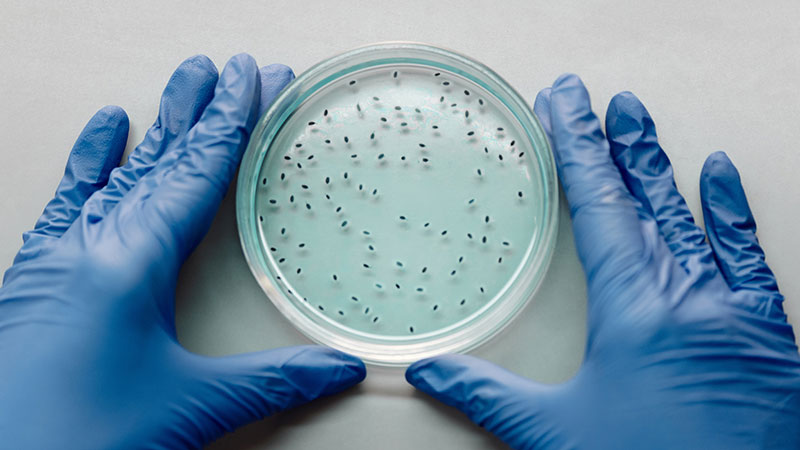 Echantillons bactérien dans un environnement contrôlé avec deux main ganté qui l'encadre.