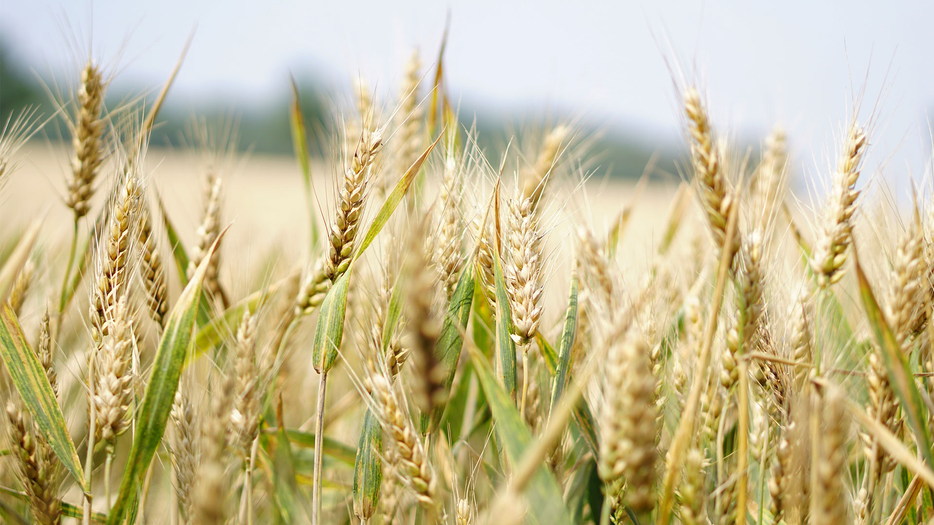 Une image montrant un champs de blé au soleil
